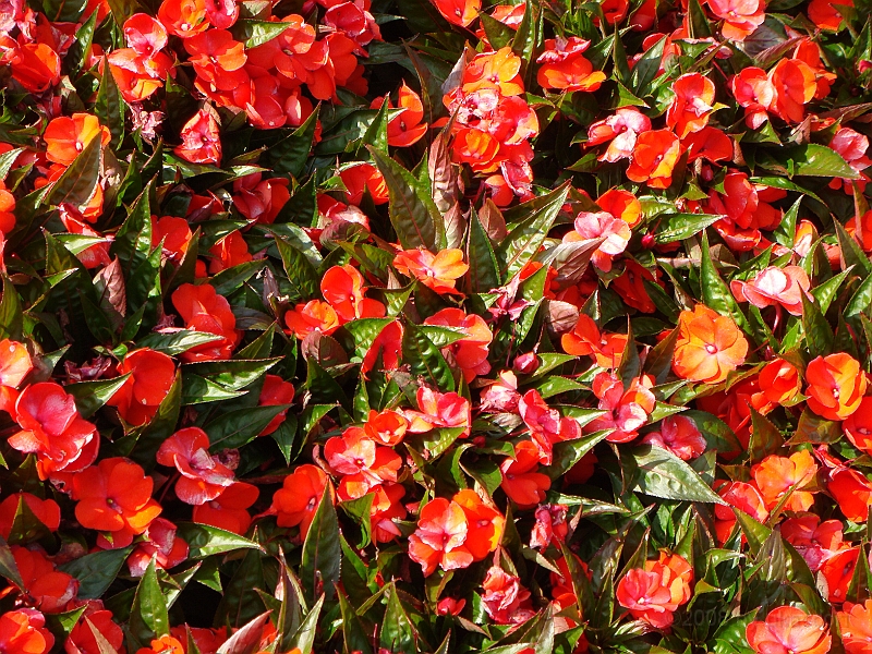 203 Longwood Gardens [2008 August 23].JPG - Longwood Gardens in Pennsylvania